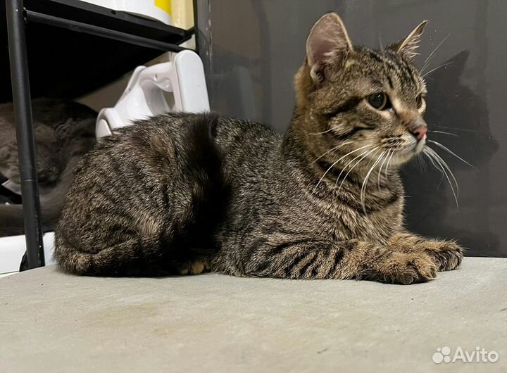 Котик ищет семью