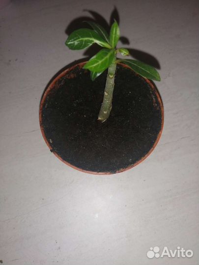 Адэниум абесум