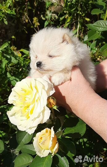 Щенки померанского шпица
