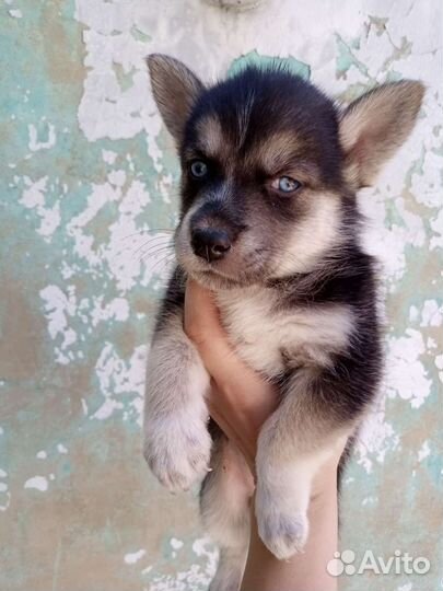 Отдам щенков в хорошие руки