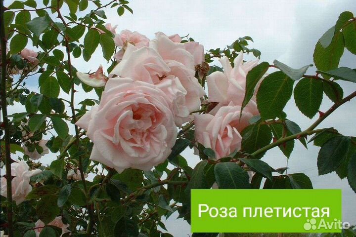 Цветы, клубника, малина, смородина