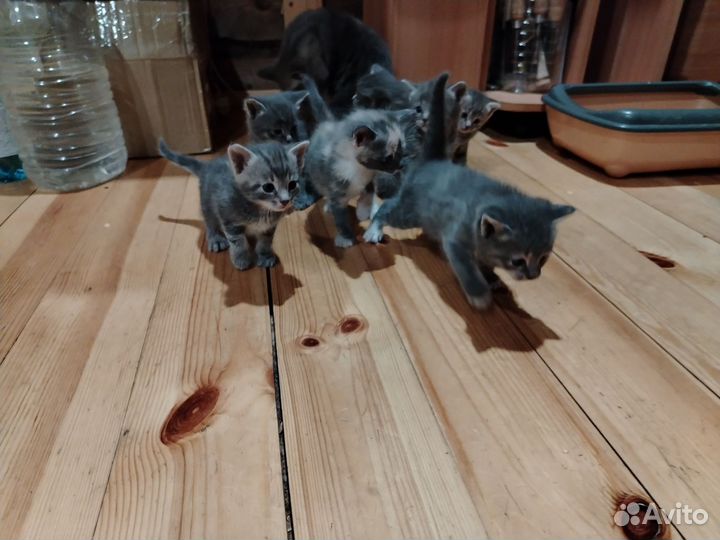 Котята в добрые руки бесплатно