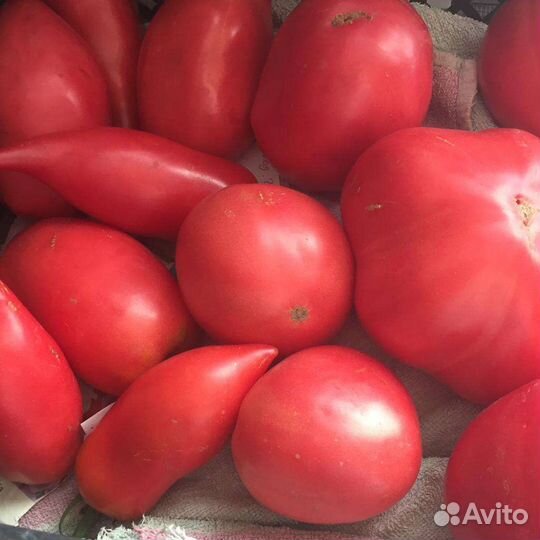 Семена сортовых томатов Минусинские