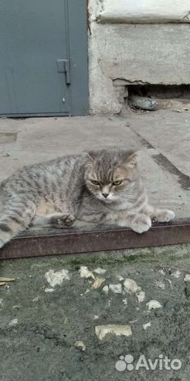 Кошка в дар бесплатно