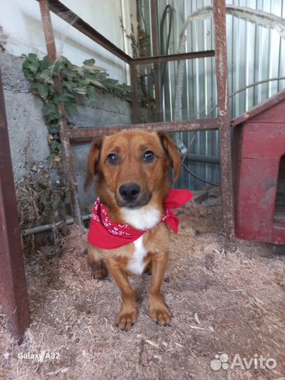 Виллик 1 год 25-30 см в холке