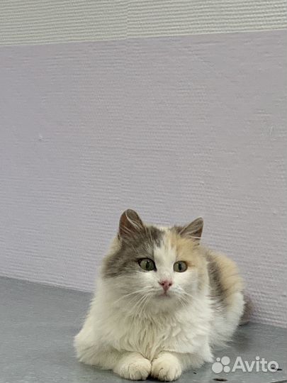 Кошечка в добрые руки