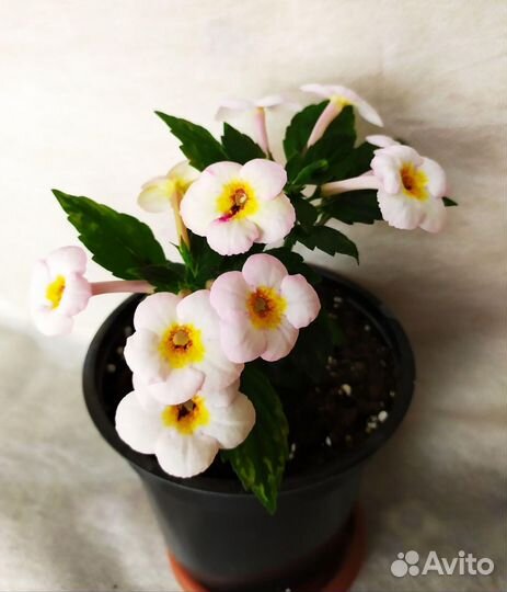 Ризомы ахименесов