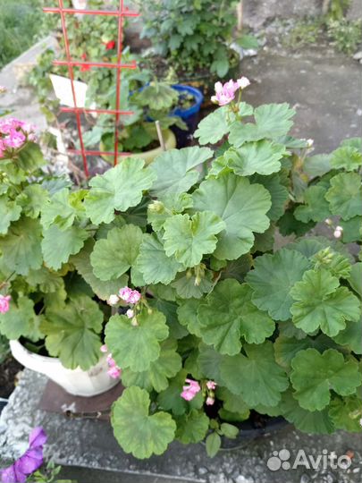 Пеларгония герань