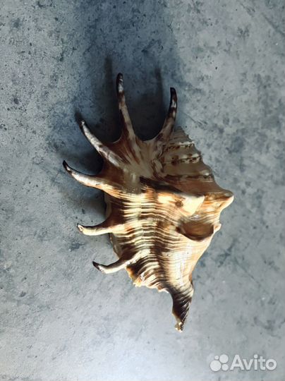 Ракушка, раковина морская, рапан