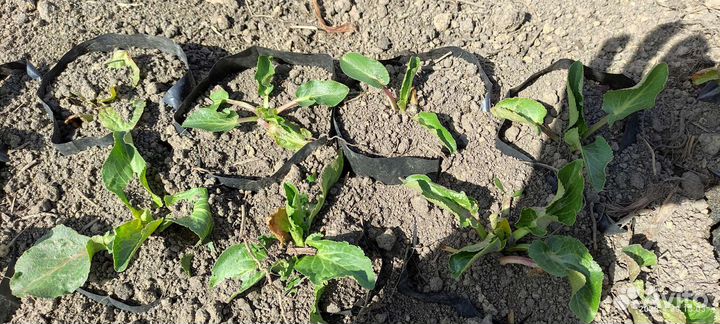 Синеголовник