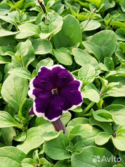 Рассада цветов