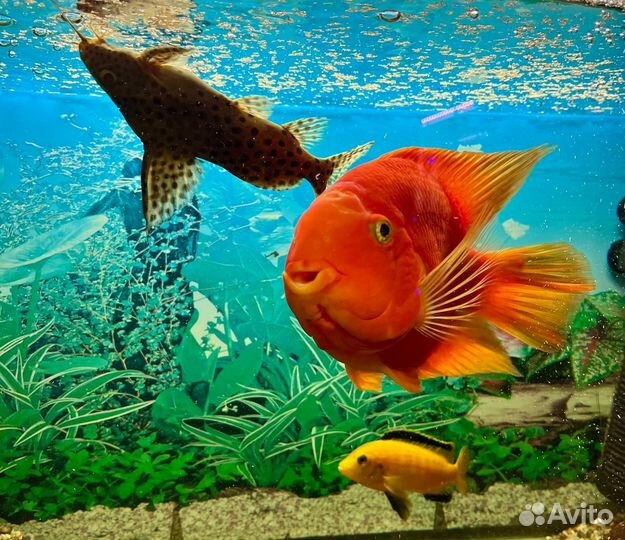 Аквариумные рыбы крупные