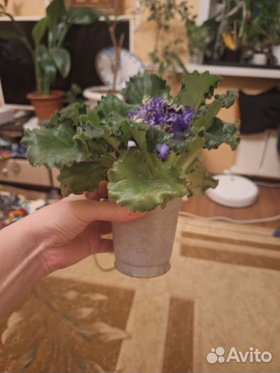 Фиалка взрослая цветущая