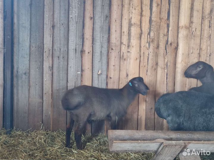 Овцы,ягнята, бараны