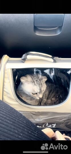 Отдам кошку в добрые руки