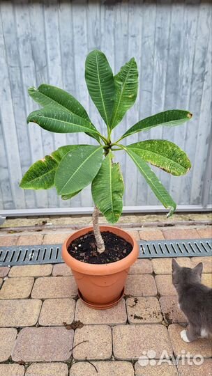 Плюмерия - черенки и саженцы