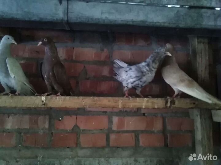 Голуби бакинские. молодежь