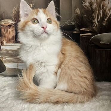 Манчкин длинношёрстный котёнок