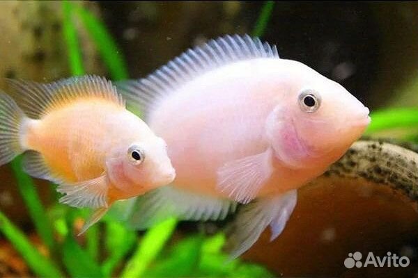 Цихлиды. Цихлазома фламинго