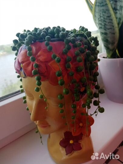 Крестовник роули