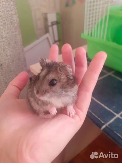 Джунгарский хомяк с клеткой+ Колесо и поилка