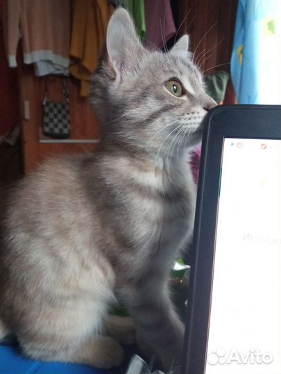 Котик 3 месяца ищет добрых хозяев
