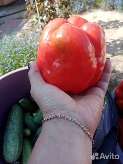 Рассада перца сладкого болгарского