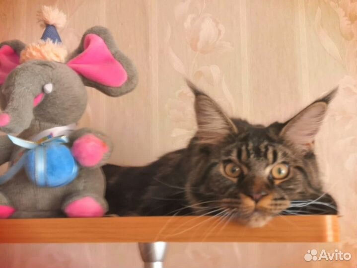 Мейн-кун вязка