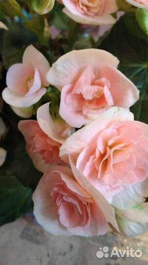 Бегонии Элатиор(и другие