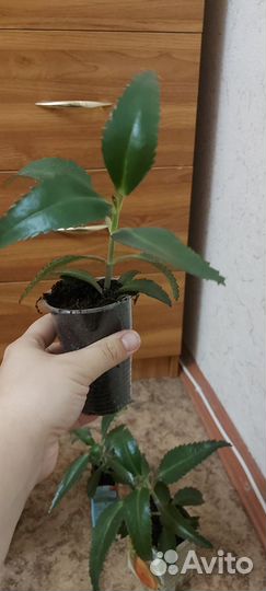 Каланхоэ лечебное