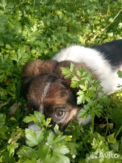 Щенок Стаффорда