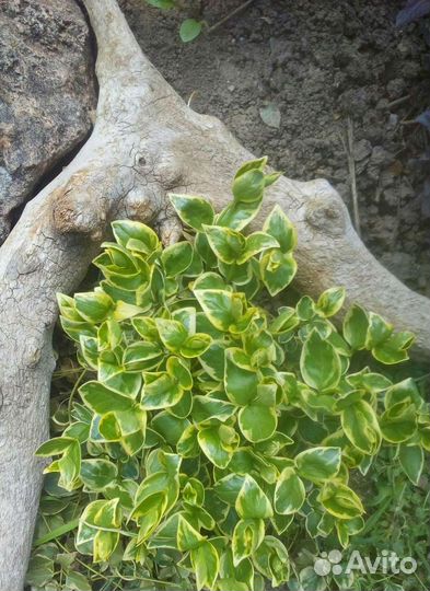 Вечнозелёные почвопокровники. Только по Крыму