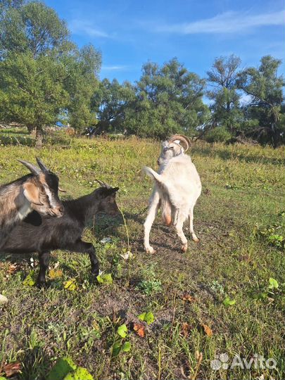 Коза дойная молочная