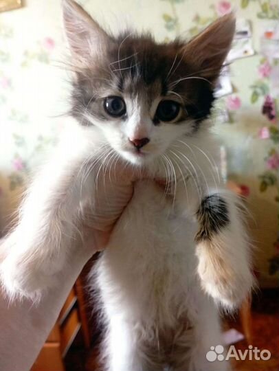 Малыши ищут дом