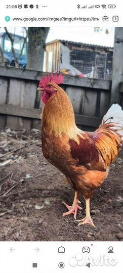 Куры петухи
