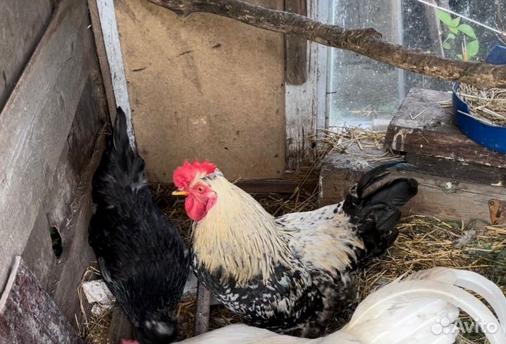 Куры и петухи