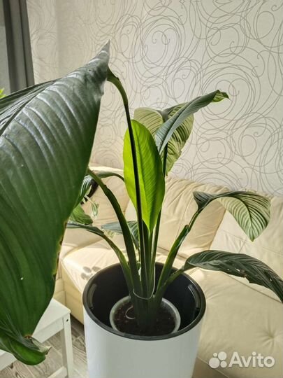 Спатифиллум сенсация