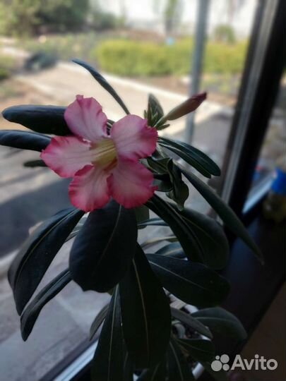Адениум взрослый