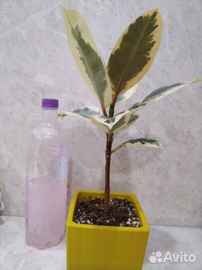 Фикус тинеке