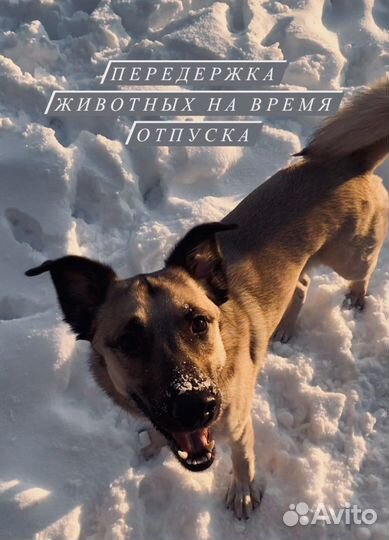 Передержка животных