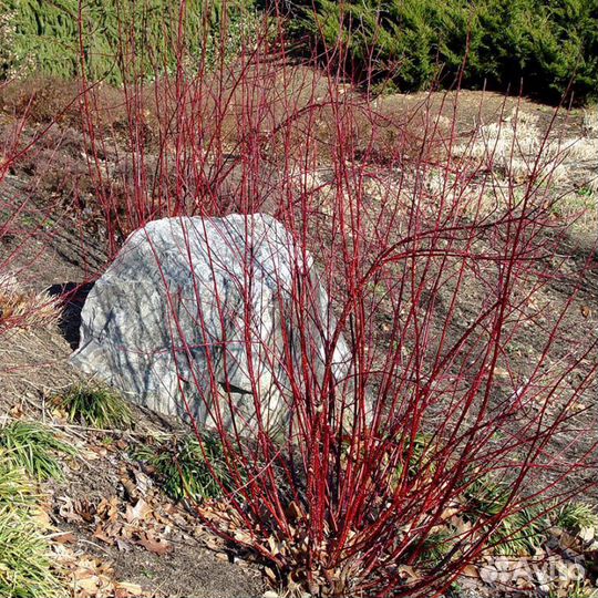 Дерен Айвори Хало