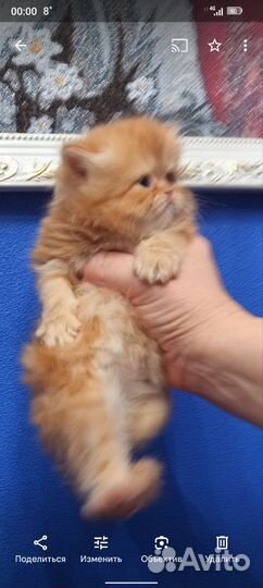 Персидская