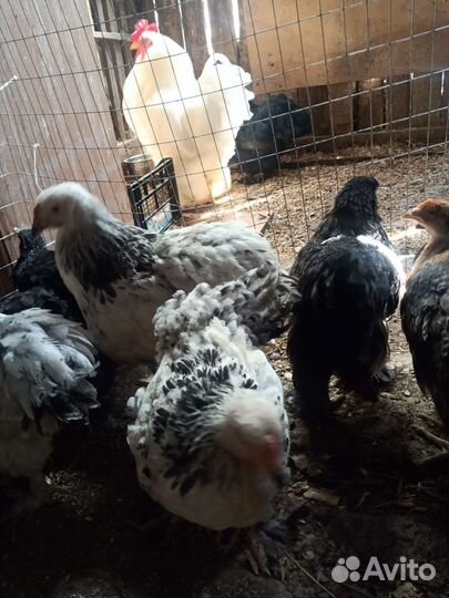 Петушки брама и помесь