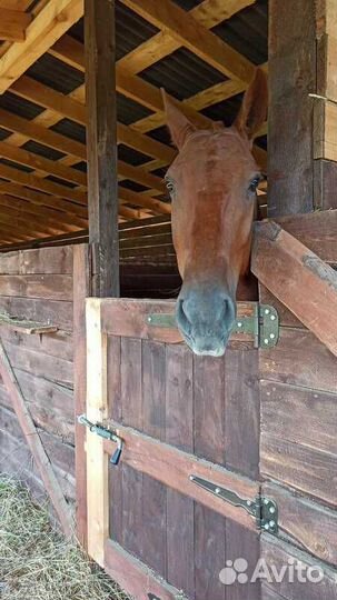 Продается рыжий мерин