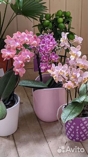 Орхидея фаленопсис Ароматные