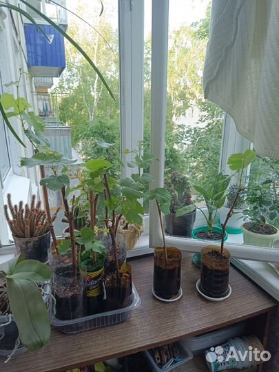 Саженцы винограда