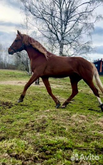 Жеребец орловский рысак