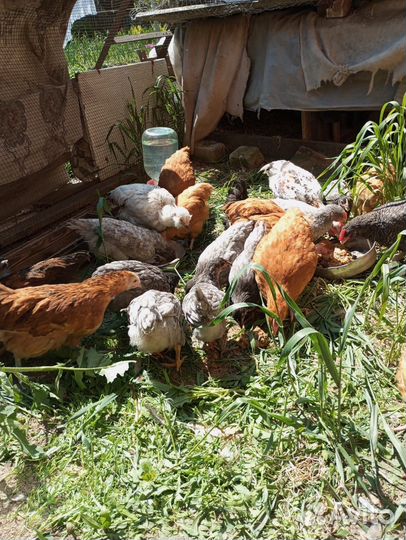 Цыплята несушки подрощенные