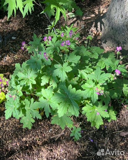 Герань садовая уличная(вечно зелёная)