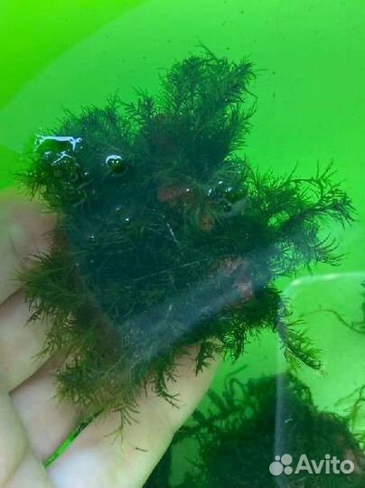 Акванужности: фильтр, грелка, лава, мох